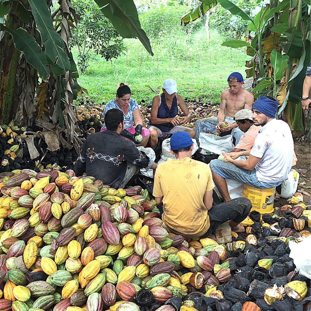 Costa Rican Ceremonial Cacao