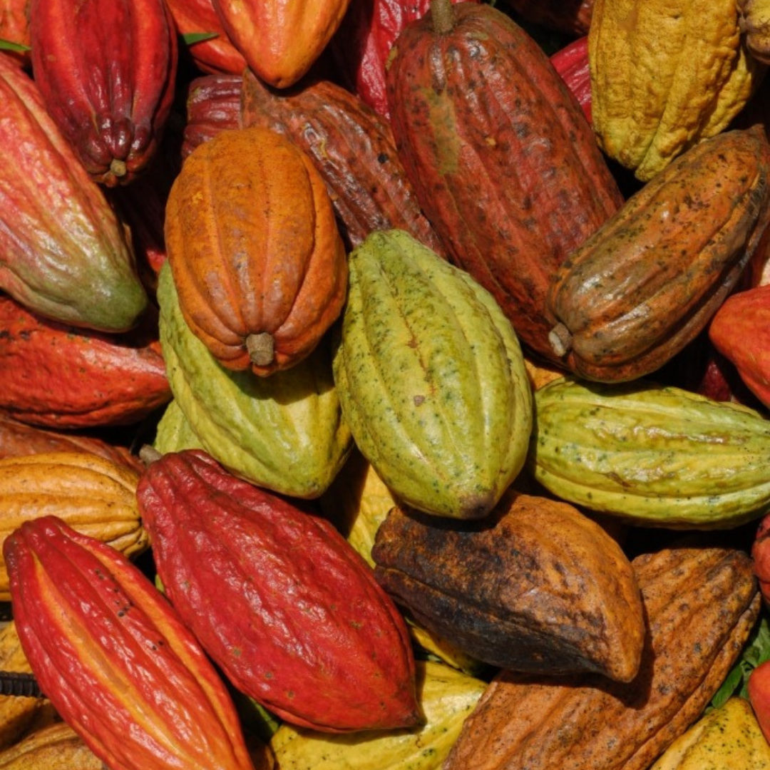 Costa Rican Ceremonial Cacao